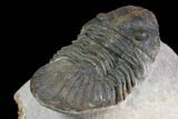 Trilobite (Paralejurus spatuliformis?) Fossil - Morocco #137563-5